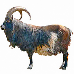 Dutch Landrace Goat